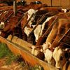 Producción Ganadera y Feedlot