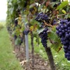 El mundo de los viñedos y de los vinos