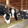 Formulación de raciones para el ganado bovino lechero por  metodos avanzados.